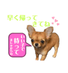 極小チワワのチャイ①（個別スタンプ：5）