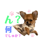 極小チワワのチャイ①（個別スタンプ：6）