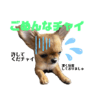 極小チワワのチャイ①（個別スタンプ：9）