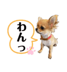 極小チワワのチャイ①（個別スタンプ：11）