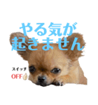 極小チワワのチャイ①（個別スタンプ：12）