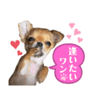 極小チワワのチャイ①（個別スタンプ：13）