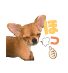 極小チワワのチャイ①（個別スタンプ：14）