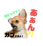 極小チワワのチャイ①（個別スタンプ：17）