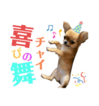 極小チワワのチャイ①（個別スタンプ：19）