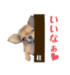 極小チワワのチャイ①（個別スタンプ：20）