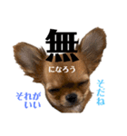 極小チワワのチャイ①（個別スタンプ：22）