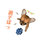 極小チワワのチャイ①（個別スタンプ：26）