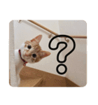 ころもずくのスタンプ2（個別スタンプ：3）