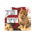 ころもずくのスタンプ2（個別スタンプ：10）