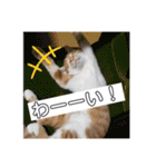 ころもずくのスタンプ2（個別スタンプ：11）