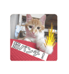 ころもずくのスタンプ2（個別スタンプ：14）
