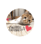 ころもずくのスタンプ2（個別スタンプ：22）
