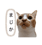 もみとらスタンプ2（個別スタンプ：3）