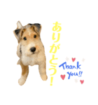 ぼろたんのおともだちルーク＆レイジー（個別スタンプ：1）