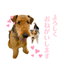 ぼろたんのおともだちルーク＆レイジー（個別スタンプ：3）