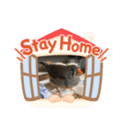 黒豆ちゃんと絶景と野生の鳥のスタンプ（個別スタンプ：3）
