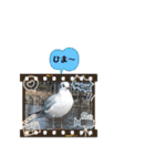 黒豆ちゃんと絶景と野生の鳥のスタンプ（個別スタンプ：18）