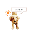 カニンヘンダックス★ココスタンプ（個別スタンプ：1）