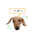 カニンヘンダックス★ココスタンプ（個別スタンプ：3）