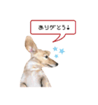 カニンヘンダックス★ココスタンプ（個別スタンプ：4）