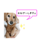 カニンヘンダックス★ココスタンプ（個別スタンプ：6）