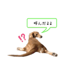 カニンヘンダックス★ココスタンプ（個別スタンプ：7）