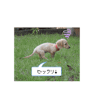 カニンヘンダックス★ココスタンプ（個別スタンプ：12）
