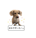 カニンヘンダックス★ココスタンプ（個別スタンプ：13）