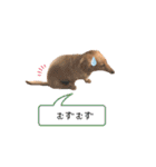 カニンヘンダックス★ココスタンプ（個別スタンプ：14）