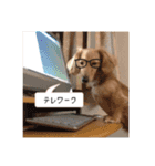 カニンヘンダックス★ココスタンプ（個別スタンプ：16）