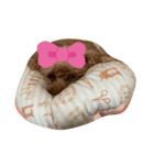 チョコクッキー 2（個別スタンプ：6）