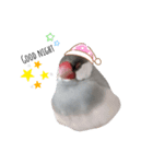 ☆我が家の文鳥☆（個別スタンプ：1）
