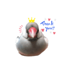 ☆我が家の文鳥☆（個別スタンプ：2）