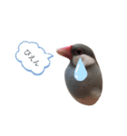 ☆我が家の文鳥☆（個別スタンプ：3）