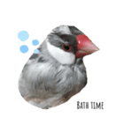 ☆我が家の文鳥☆（個別スタンプ：4）