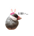 ☆我が家の文鳥☆（個別スタンプ：5）