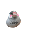 ☆我が家の文鳥☆（個別スタンプ：6）