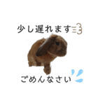 うさぎのぷちちゃん桑名弁（個別スタンプ：4）