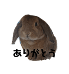 うさぎのぷちちゃん桑名弁（個別スタンプ：15）