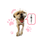 シーズーラブ♡（個別スタンプ：4）