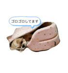 シーズーラブ♡（個別スタンプ：9）