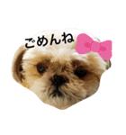 シーズーラブ♡（個別スタンプ：10）