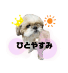 シーズーラブ♡（個別スタンプ：11）