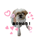 シーズーラブ♡（個別スタンプ：15）