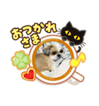 シーズーラブ♡（個別スタンプ：16）