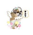 シーズーラブ♡（個別スタンプ：19）