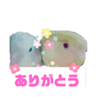 いんこっこ♡⑨（個別スタンプ：1）