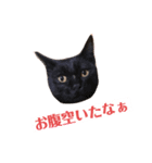 クロな生活(1)（個別スタンプ：3）