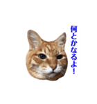 クロな生活(1)（個別スタンプ：6）
